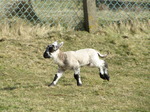 SX12432 Tiny little lamb running.jpg